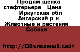 Продам щенка стафтерьера › Цена ­ 3 000 - Иркутская обл., Ангарский р-н Животные и растения » Собаки   